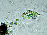 apiocystis_braauniana_1