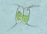 scenedesmus_sp.6h