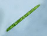 pleurotaenium_truncatum2b