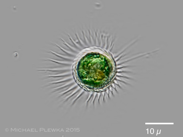 water sample
