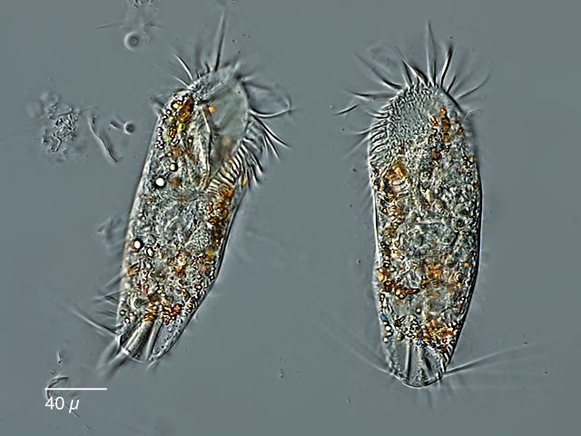 Stylonychia?