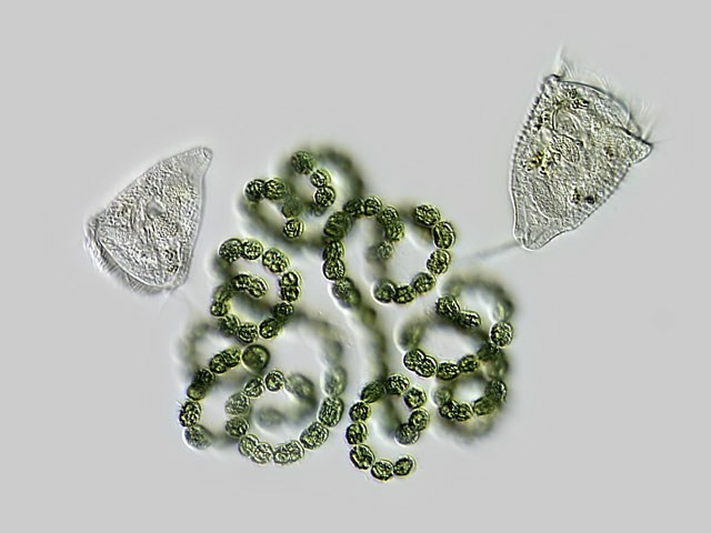 Stefansbachtal Gevelsberg Leben im Teich Pseudohaplocaulus