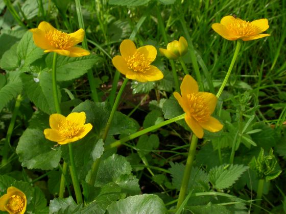 Sumpf-Dotterblume