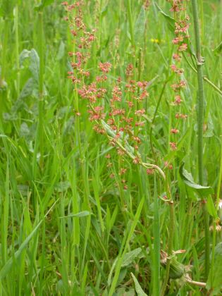 Rumex acetosa 1