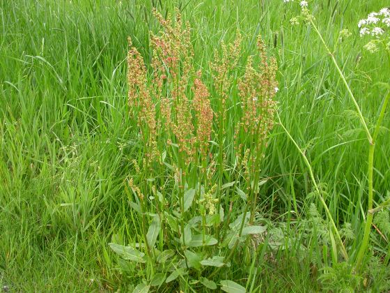 Rumex acetosa 3