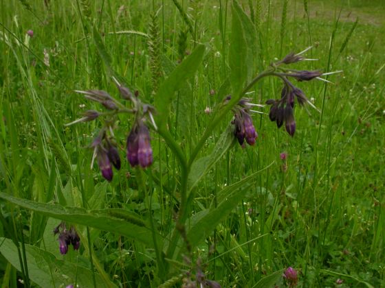 Wiese mit Gemeinem Beinwell
