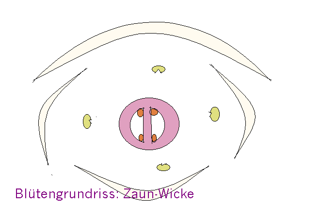 Zaun-Wicke