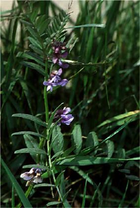 Vicia septium