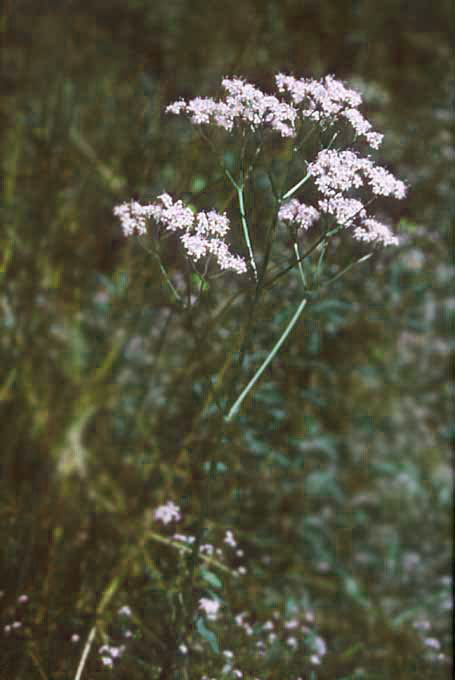 Echter Baldrean