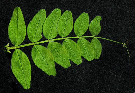 Zaun-Wicke