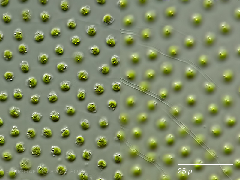 Limnic and other micro-organisms from Germany: Volvox sp., Chlorophyta