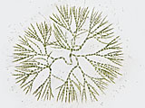 coleochaetra_pulvinata20