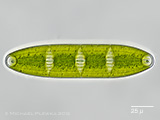 staur.punctulatum_seitenans