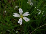 stellaria_sp_1