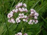 valeriana_1a