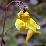 impatiens_nolimetangere_4b