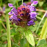 prunella_vulgaris_1a