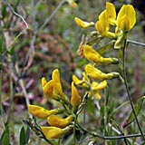 lathyrus_pratensis_1b