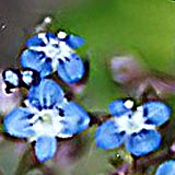 ajuga_reptans_13