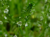 veronica_serpyllifolia_5