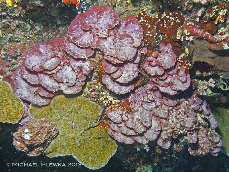 algaeof the coral triangle; Peysonellia sp.; Florideophyceae ...
