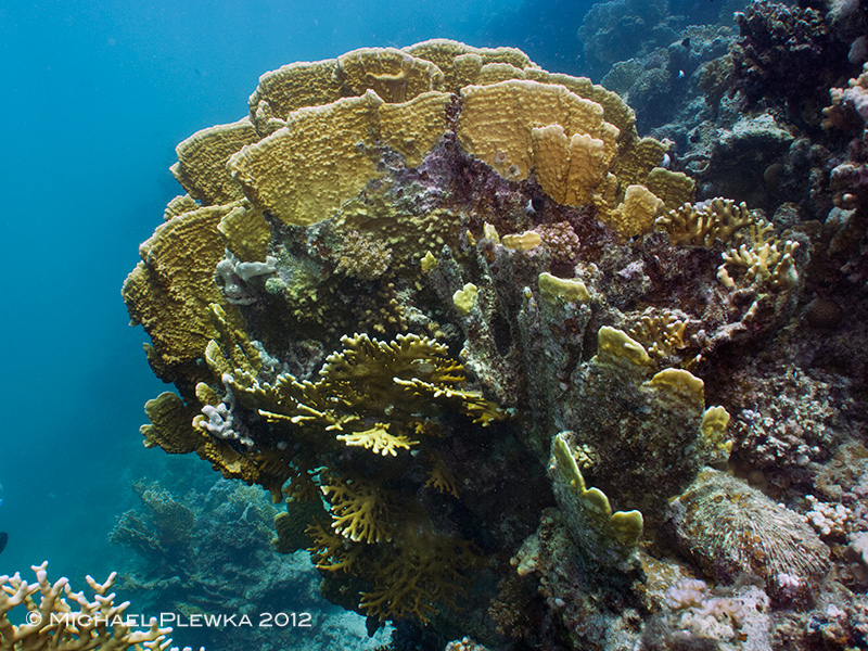 pling: critters of the coral triangle: Millepora platyphyllia; Hydrozoa ...
