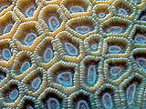 coral20400