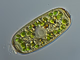 radiophrys_sp._1a