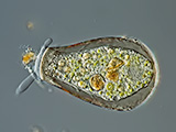 acanthocystis__sp.2l