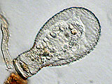 acanthocystis__sp.2l