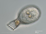 acanthocystis__sp.2l