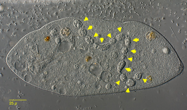 Leben im Teich Dileptus margaritifer, Gymnostomatida, Ciliata, Protozoa