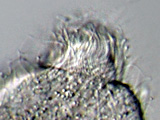 radiophrys_sp._1a