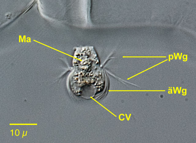 Freshwater and other from Germany Mesodinium pulex
