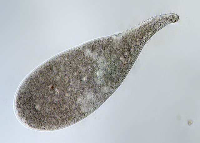 Stefansbachtal Gevelsberg Leben im Teich Nahrungsaufnahme beim