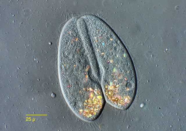Leben im Teich: das Pantoffeltierchen (Paramecium caudatum