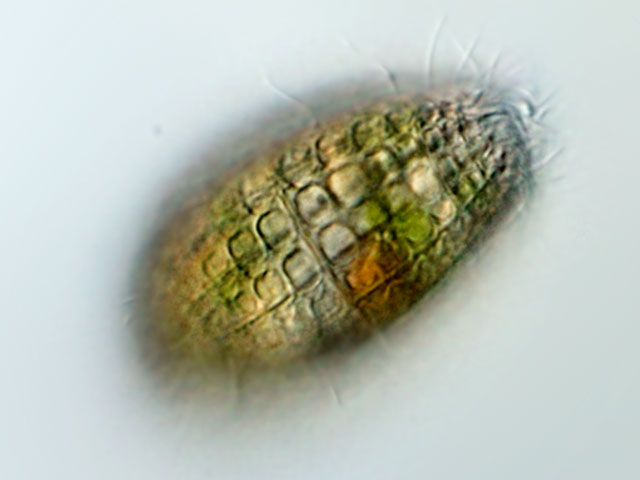 Leben im Teich und Garten das Grüne Tonnentierchen (Coleps hirtus