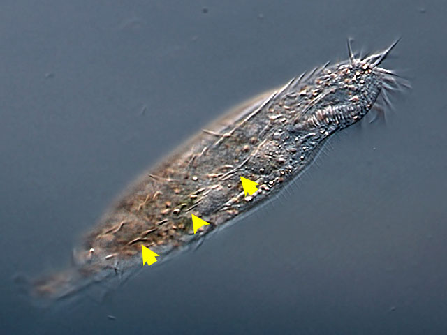 Leben im Teich Uroleptus piscis, Hypotrichia, Ciliata