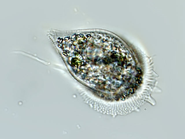 Leben im Teich Cochliopodium bilimbosum (Rhizopoda), Protista
