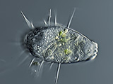 acanthocystis__sp.2l