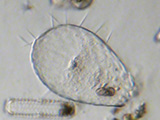 acanthocystis__sp.2l