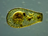 acanthocystis__sp.2l