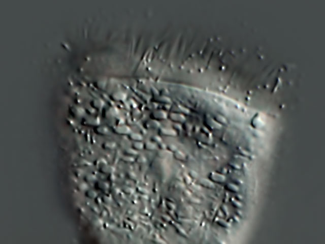 Stefansbachtal Gevelsberg Leben im Teich Pseudohaplocaulus