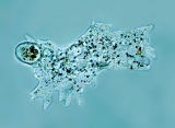 acanthocystis__sp.2l