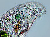 acanthocystis__sp.2l