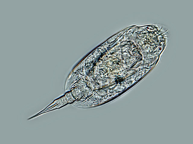 Leben im Teich das MützenRädertier Lepadella elliptica. (Rotatoria