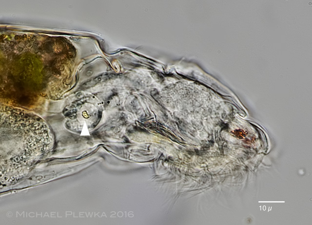 Pleurogenoides sp. in the oral cavity of Atheris hispida LAURENT, 1955.