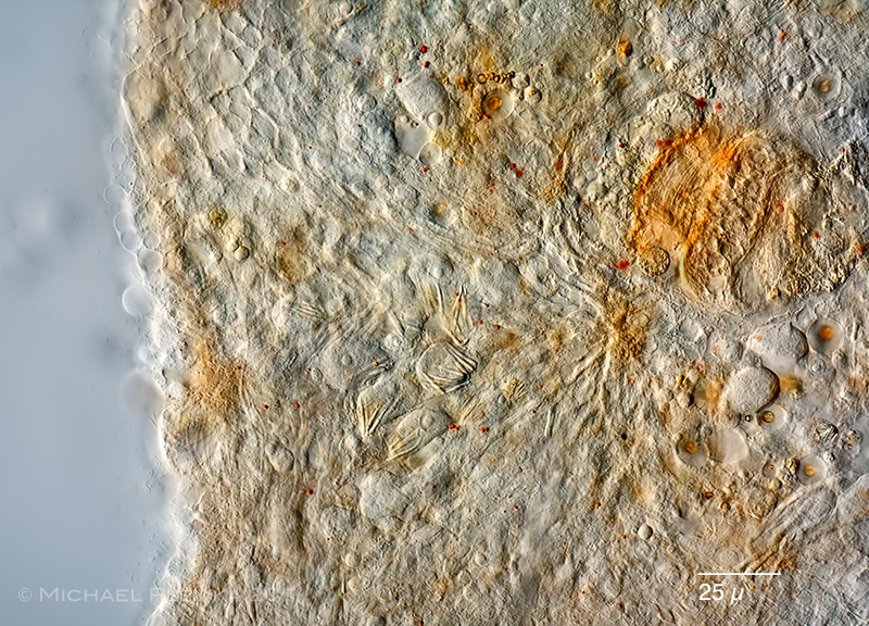 Stefansbach Gevelsberg Leben im Teich Castrella cf. truncata