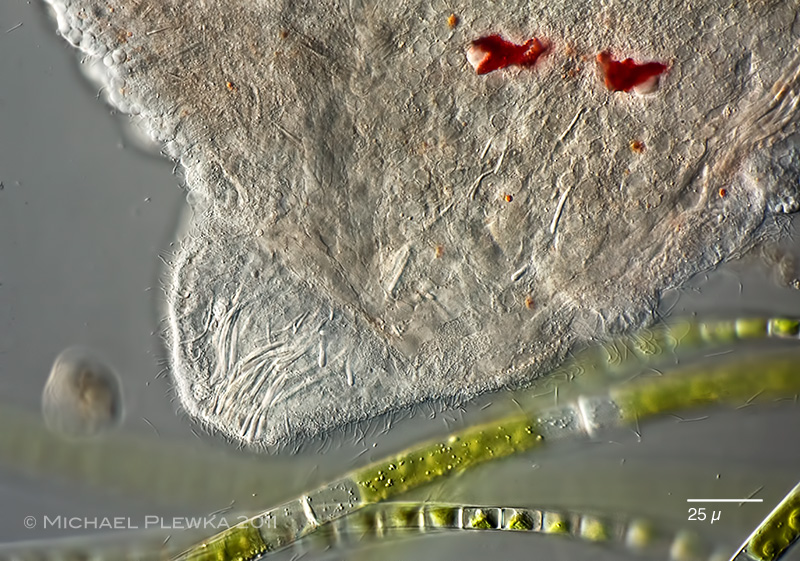 Stefansbach Gevelsberg Leben im Teich Castrella cf. truncata