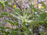 aegilops_geniculata